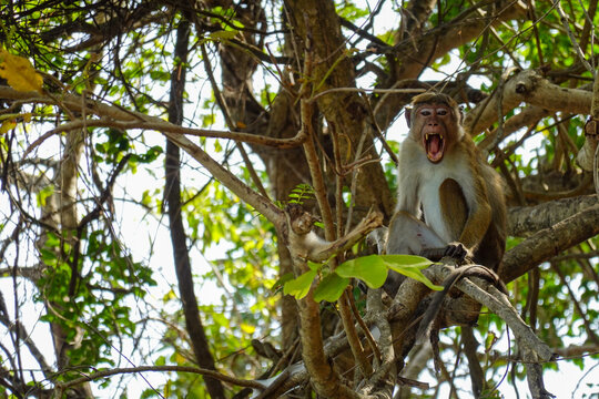 G&auml;hnender oder schreiender Ceylon-Hutaffe (Macaca sinica) Affe auf einem Ast im Dschungel von Sri Lanka