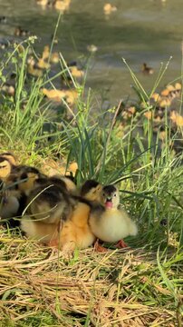 Ducklings lie side by side in a small group on grass in the shade of a tree while resting together on a countryside poultry farm. Rural breeding.