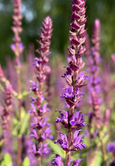 Obraz premium Purple Wild Sage Flowers with Soft Blurred Background
