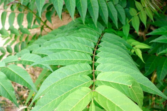 Close-up of bright green pinnately compound leaves.
