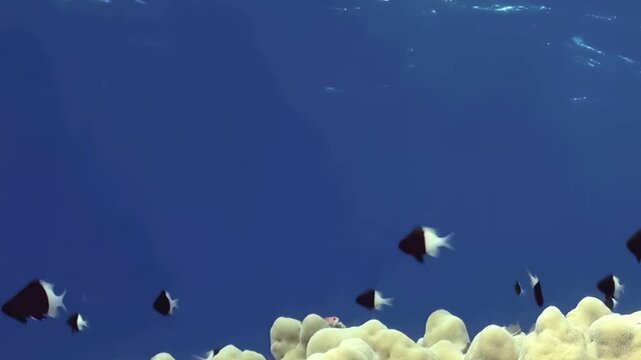 A shimmering school of black and white damselfish gracefully navigates a brilliant coral seascape under the ocean's blue embrace.
