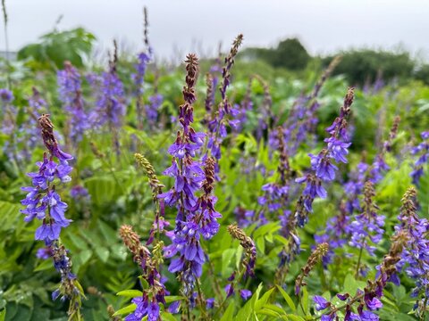Flowers of Galega orientalis closeup. Fodder crop