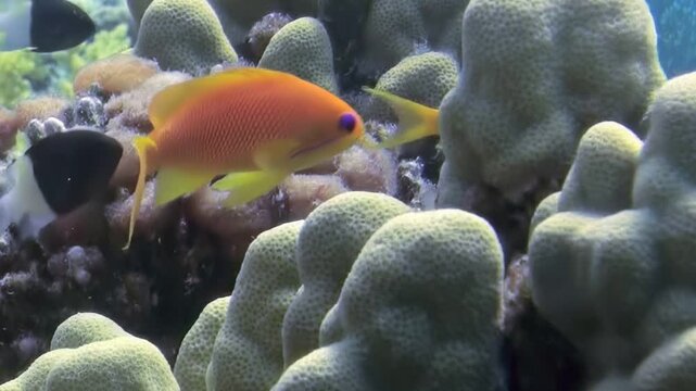 Bright orange fish glide gracefully through colorful coral in crystal-clear water. Sunlight filters down, illuminating the stunning reef scene.