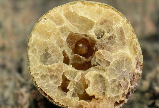 Cross section of a plant gall showing a complex internal structure with hollow chambers and a small dark insect larva inside the center