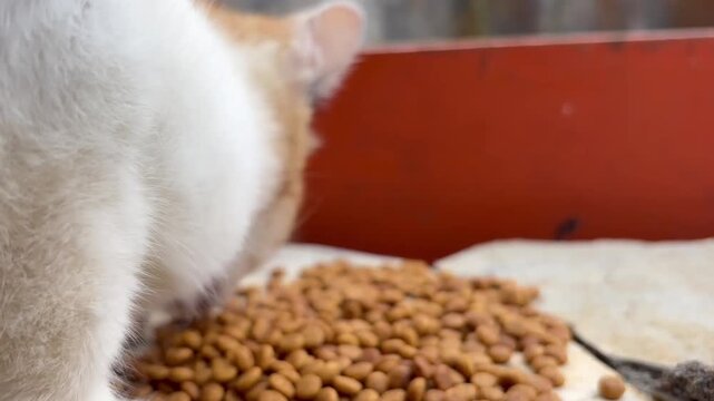 Ginger and white cat eating dry kibble pet food close up