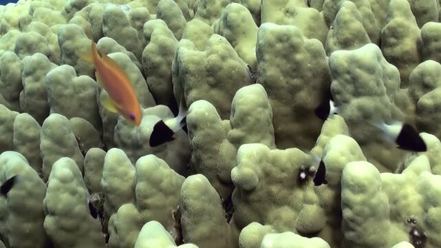 Journey through beautiful underwater landscape where lively fish dart among soft coral structures. Witness nature's elegance as these creatures thrive their vibrant ocean home during bright daylight.