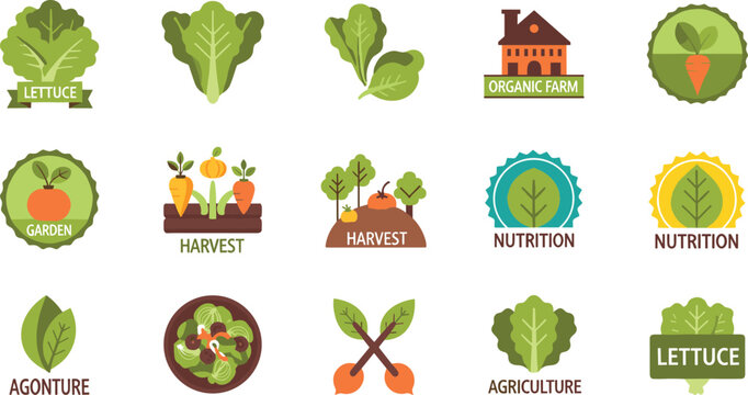 Lettuce Harvest and Organic Agriculture Collection Vector Set Isolated on White Background