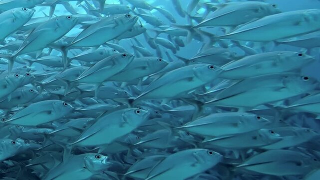 Hundreds of one species of tuna fish glisten and swirl together. This vibrant marine life thrives in the clear blue waters of the Indian Ocean, forming a majestic underwater dance.