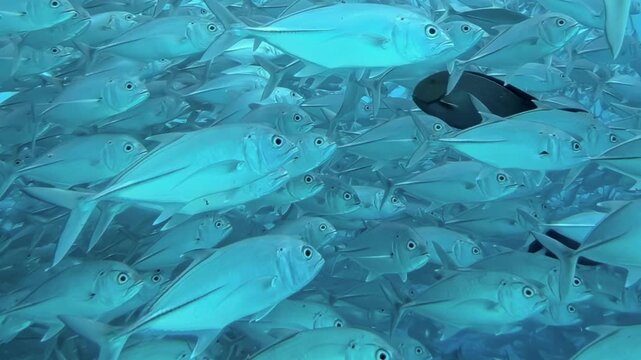 Deep ocean waters host enormous school of tuna, performing mesmerizing synchronized dance under daylight. Their collective movement forms living, shimmering current, wondrous sight in serene blue.