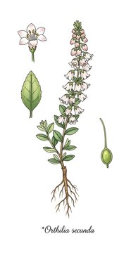 One-sided Wintergreen - Botanical Illustration of Orthilia Secunda Plant.