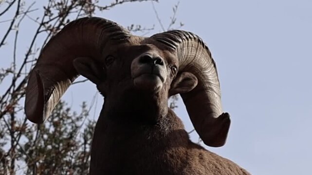 Extreme close-up of a Bighorn Sheep ram