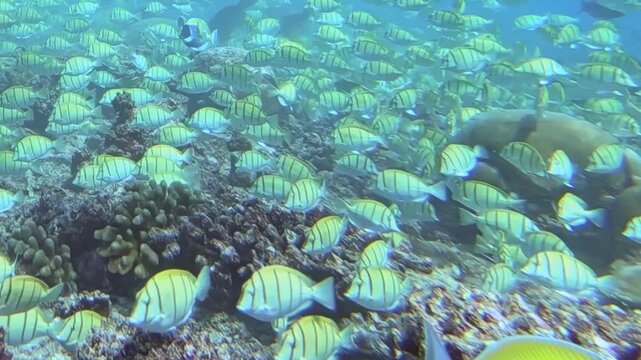 A vast school of tuna fish, shimmering under the sunlit ocean, gracefully navigates a breathtaking coral reef. Their collective movement creates an amazing underwater spectacle, a true oceanic marvel.