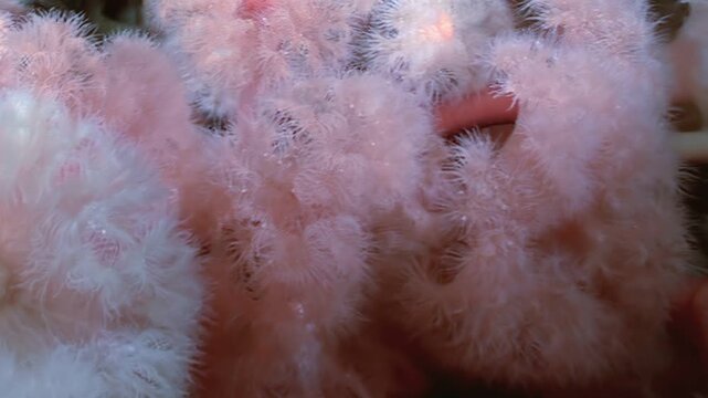 Observe a cluster of Metridium senile sea anemones waving gently in the frigid waters of the Arctic. Delicate, pinkish-white forms create an otherworldly garden.