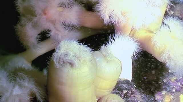 Observe the delicate, flowing tentacles of Metridium senile, a sea anemone thriving in the icy depths of the Arctic Ocean. A peaceful underwater ecosystem emerges.