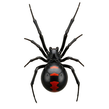 Dangerous black widow spider with red hourglass marking on abdomen isolated on transparent background.