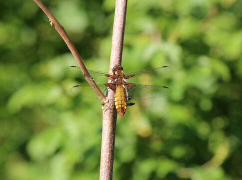 Plattbauch - Broad-bodied Chaser