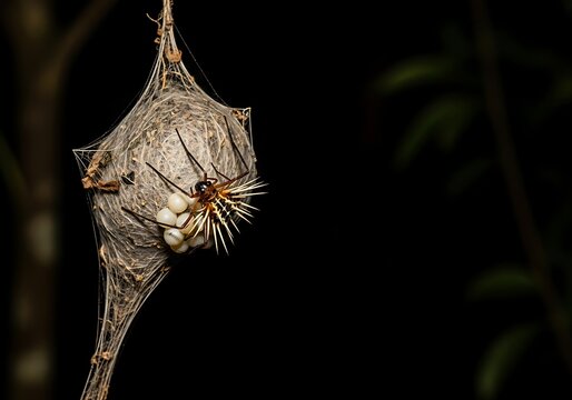 Spiny Orb-Weaver Spider Guarding Eggs in Silk Retreat.