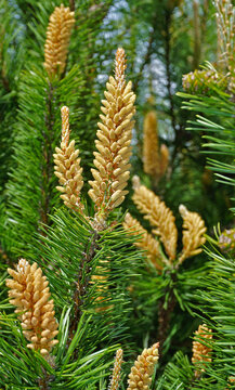 Moor-Kiefer; Moor-Spirke; Pinus mugo; mountain pine; mugo pine