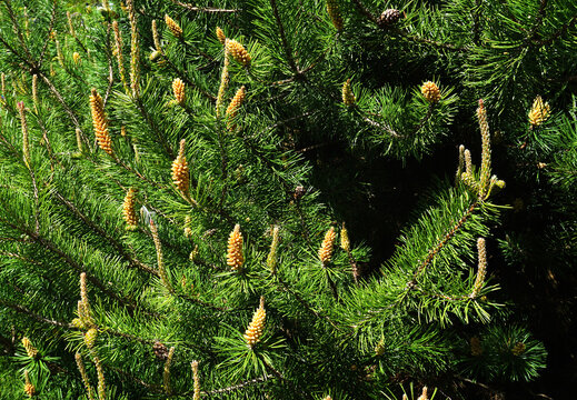 Moor-Kiefer; Moor-Spirke; Pinus mugo; mountain pine; mugo pine