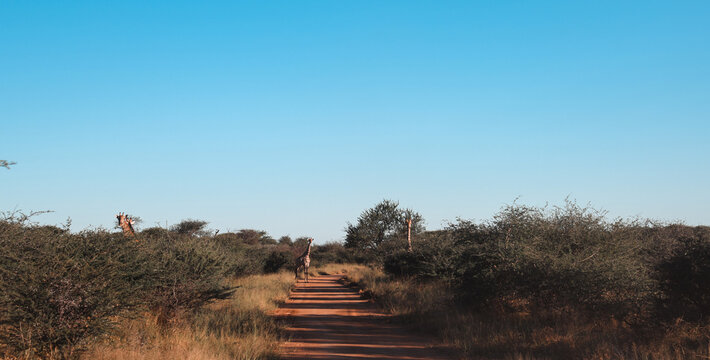 Giraffes walking along a dirt road in Namibia under a clear blue sky