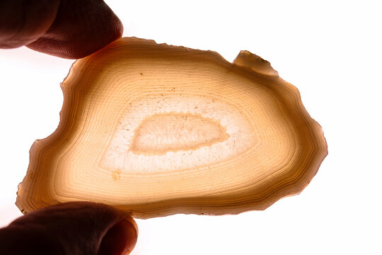 Holding a slice of brown agate gemstone; isolated on white background