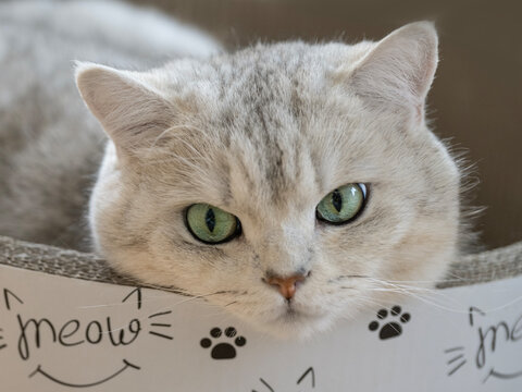 Nahaufnahme einer wei&szlig;en Btiishkurzhaar Katze mit gr&uuml;nen Augen