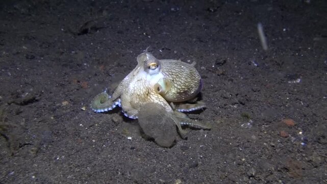 Coconut octopus (Amphioctopus marginatus)