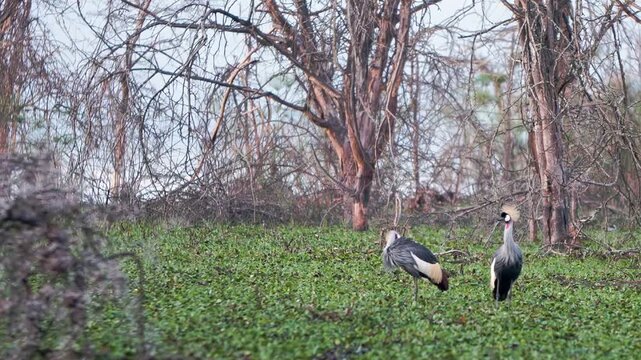 Two magnificent African Grey Crowned Cranes pose gracefully amidst the verdant expanse of Lake Nakuru, Kenya. Their quiet presence enchants the wild plains on a tranquil day.