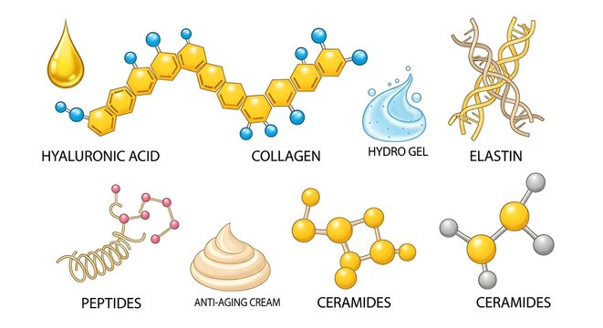 Skincare Ingredients - Hyaluronic Acid, Collagen, Elastin, and More.