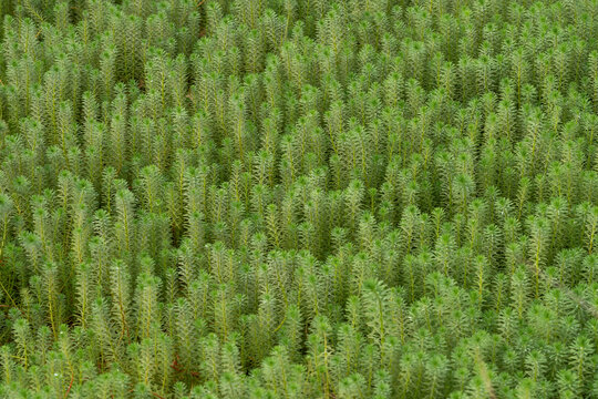 Myriophyllum Aquaticum parrot feather aquatic plant nursery cultivation field