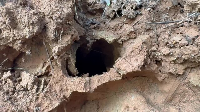 Deep Dark Hole in Dry Red Earth Entrance to Animal Burrow