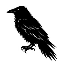 Fototapeta premium A black raven bird standing in profile position against a white backdrop