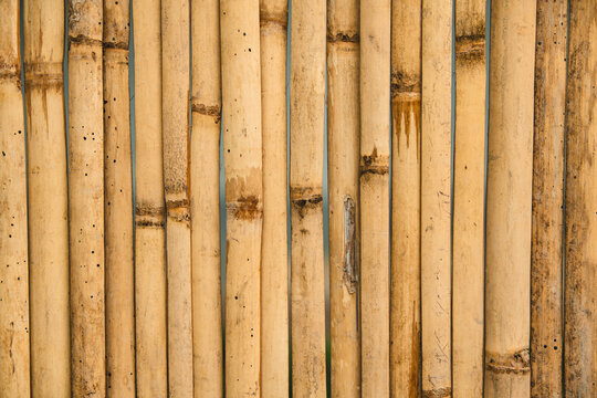 Natural yellow bamboo fence texture background vertical lines.
