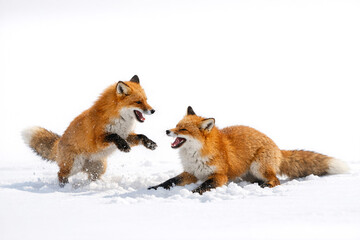 Obraz premium Two red foxes battling it out on snow-covered ground, intense and dynamic winter wildlife action shot.