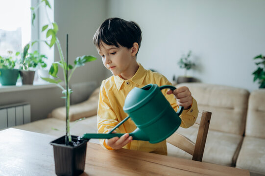 Child watering a tomato plant with a watering can indoors