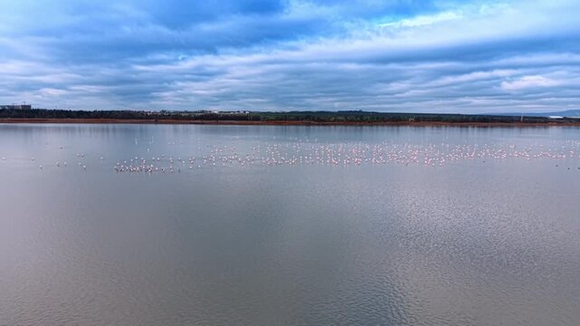 Distant flamingo colony scattered across a calm lagoon. Aerial perspective over still grey water with overcast sky and green fields on the horizon.