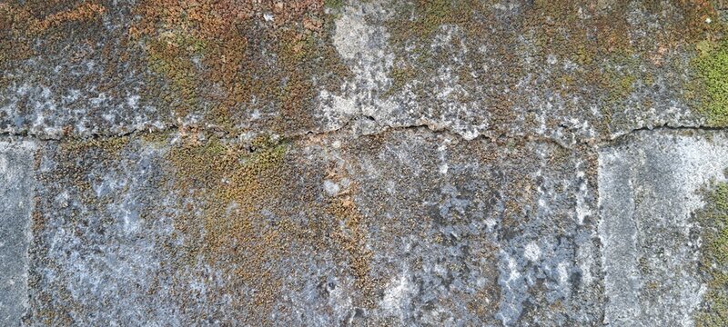 the brick wall has started to grow moss because it is damp
