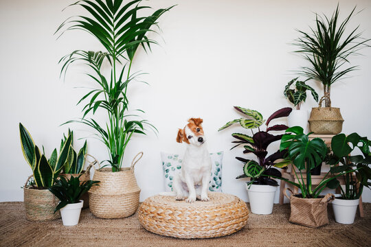 Dog staring while sitting on ottoman stool by houseplant decor at home