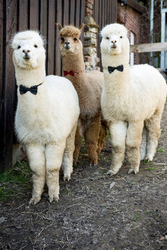 Portrait of three tame alpacas wearing bow ties