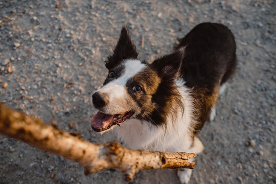Border collie looking up at stick outdoors