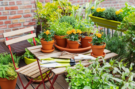 Herbs cultivated in balcony garden