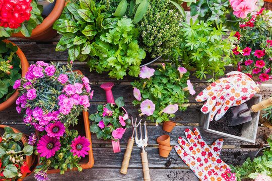 Gardening, different medicinal and kitchen herbs and gardening tools