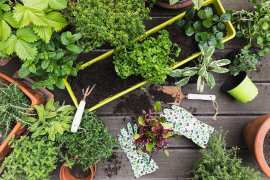 Planting of various culinary herbs and vegetables