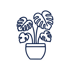 Monstera plant in a pot. © agus