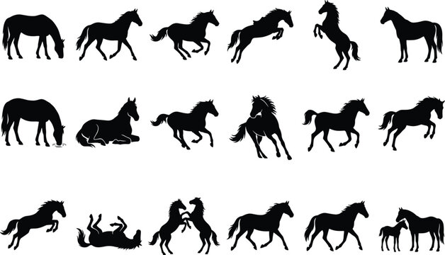 Horse Silhouette Collection Vector Set Featuring Running Grazing Rearing Walking and Foal Equine Silhouette Collection Vector Set Featuring 