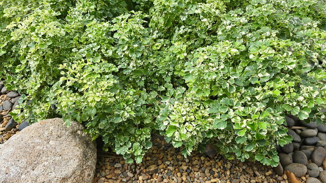 The Aralia ming plant is grown in a garden paved with brown gravel. Its leaves are of the Polyscias spp., with serrated edges, prominent veins, dark green coloration, and yellowish-white markings on t