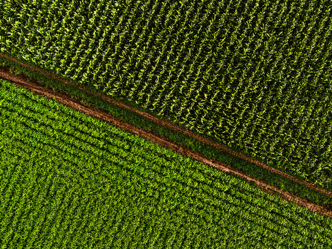 Drone view of footpath separating corn and soybean fields