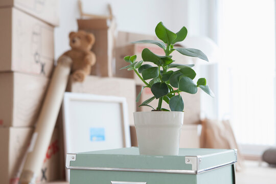 Piled cardboard boxes in flat, potted plant in foreground