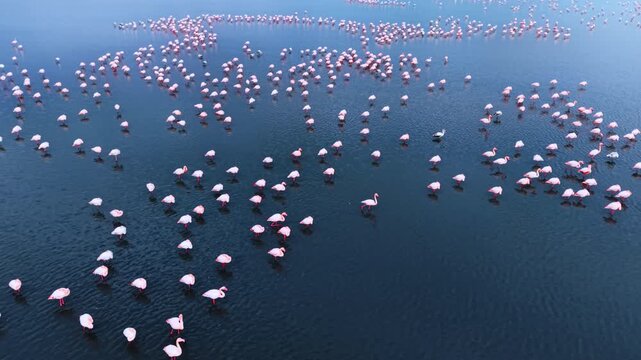 Overhead drone view of flamingos feeding in dark blue water. Scattered white and pink birds casting shadows on rippled surface from above.