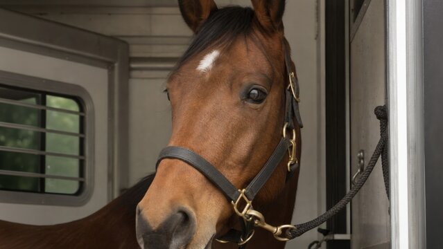 A close-up of a brown horse wearing a black halter, standing inside a stable or trailer, looking attentively to the side.